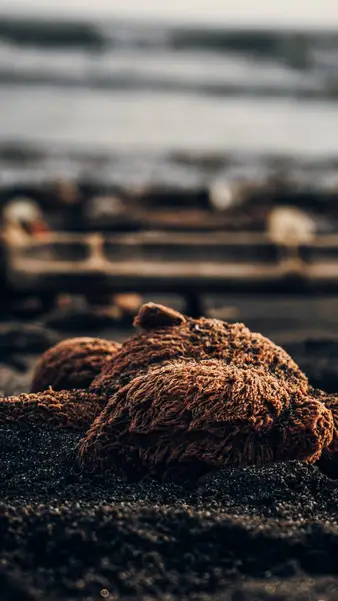 Coconut husk on the black beach