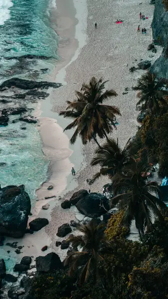 Palms and surf along the beach, from above