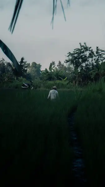 Walking a path through the rice fields