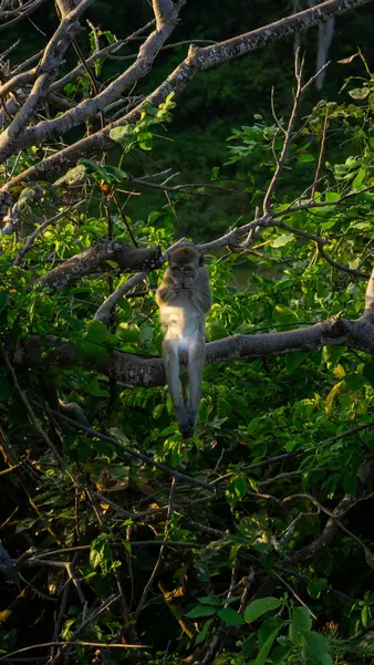 A macaque on a branch in the forest