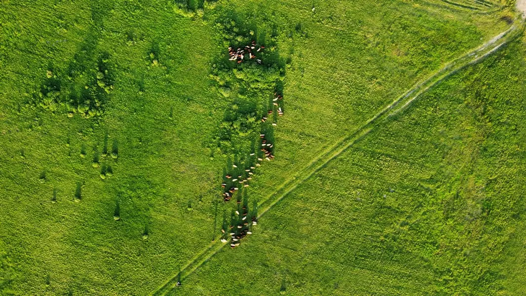A path cut across a green field, from above