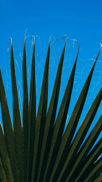 A palm frond against the sky