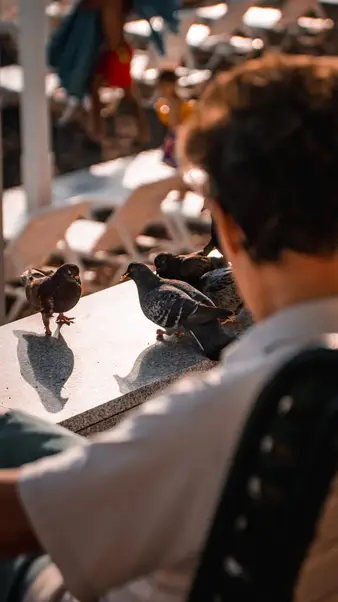 Pigeons on a café table